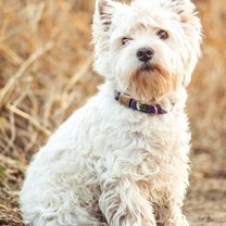 white terrier sitting outdoors